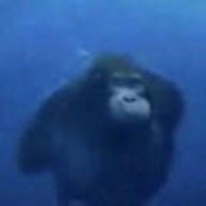 Meet your Posher, Chill